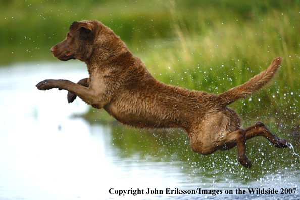 Chesapeake Bay Retriever in field