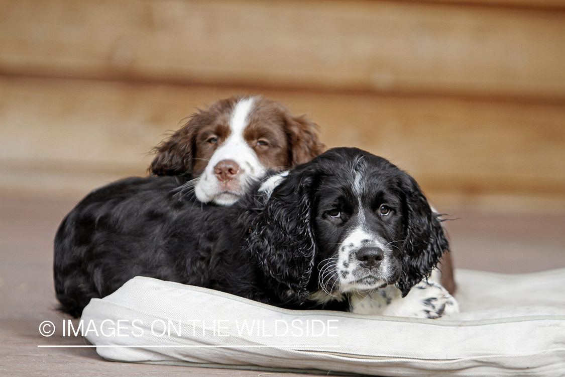 English Springer Spaniel puppies laying down on dog bed. 