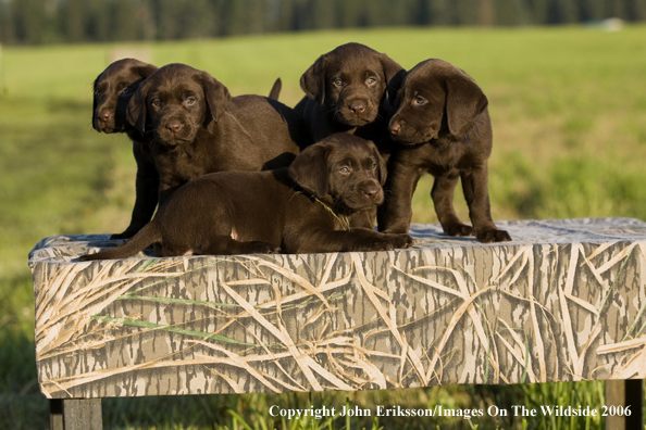 Chocolate Labrador Retriever puppies.