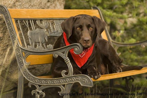 Chocolate labrador lounging.