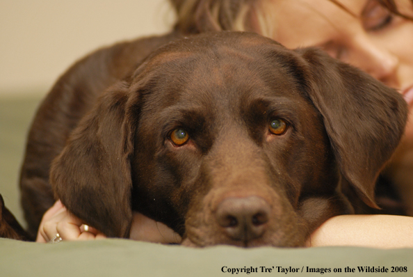 Chocolate Labrador Retriever 