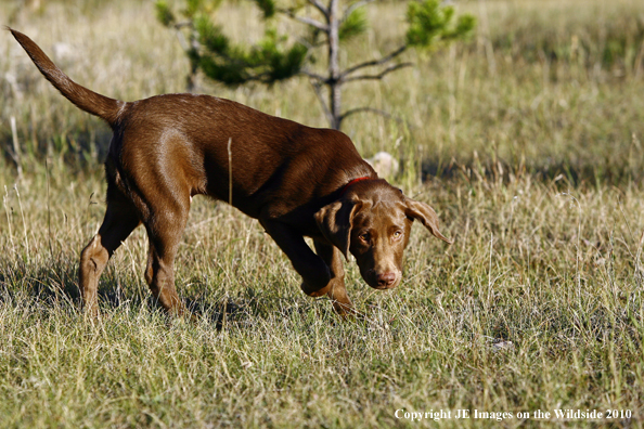 Chocolate lab puppy.