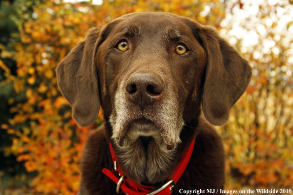 Chocolate Labrador Retriever