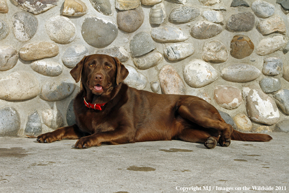 Chocolate Labrador Retriever.