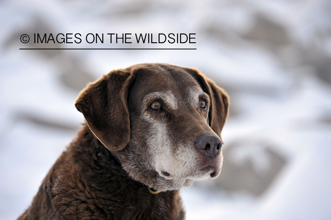 Old Chocolate Labrador Retriever