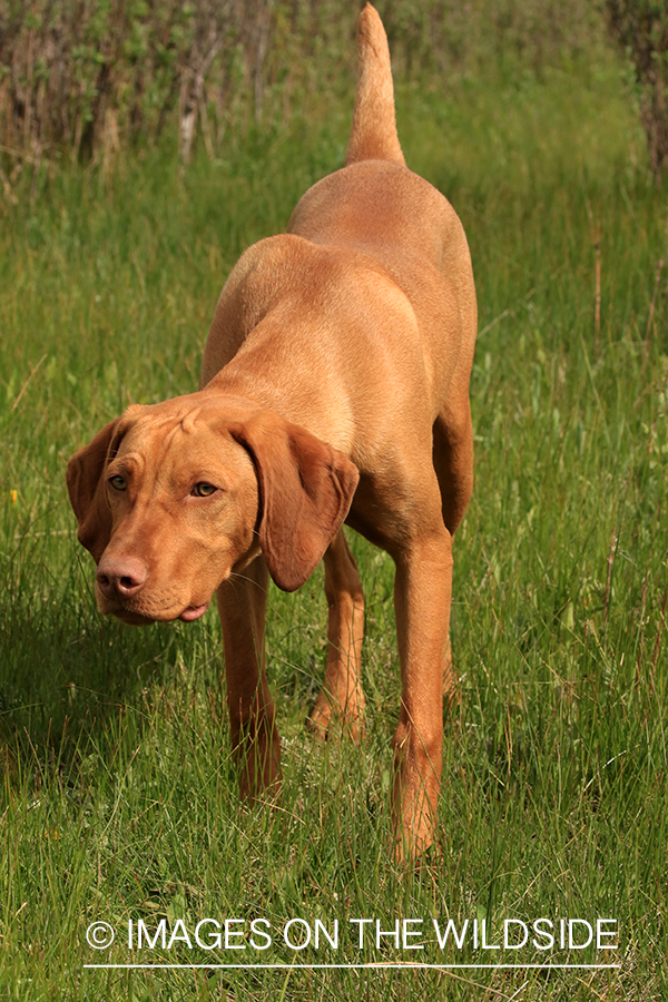 Vizsla in field.