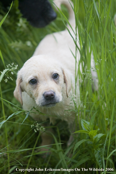 Yellow Labrador Retriever puppy.