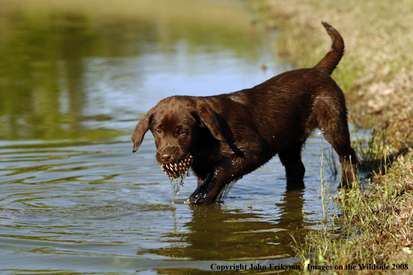 Chocolate Labrador Retriever puppy in field