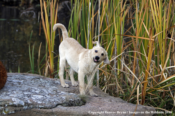 Yellow Labrador Retriever Puppy