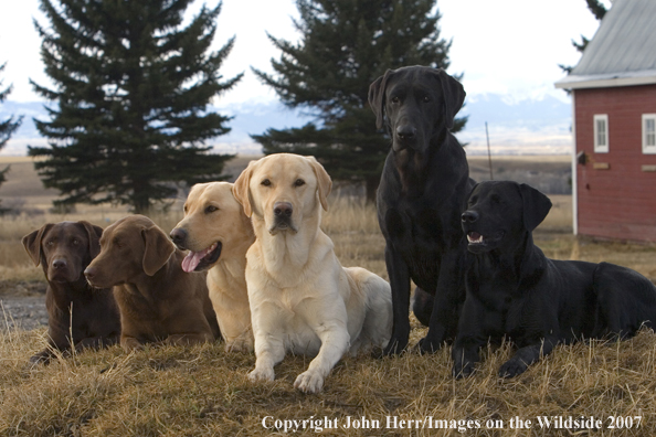 Multi-colored labrador retrievers in field.