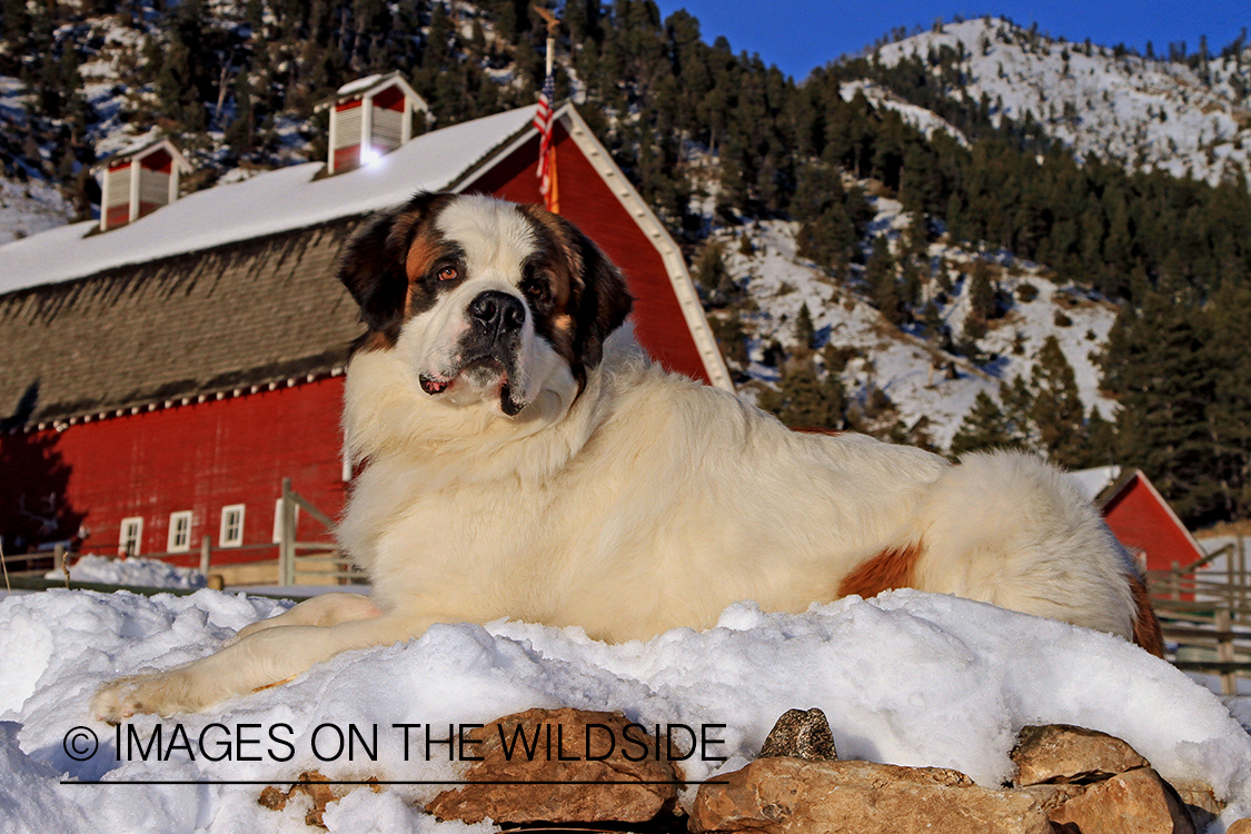 St. Bernard in field.