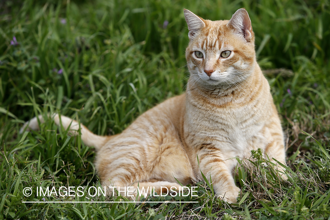 House cat in backyard.