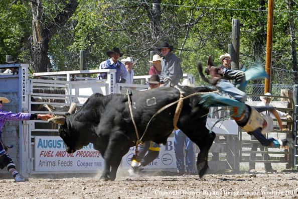 Augusta Rodeo