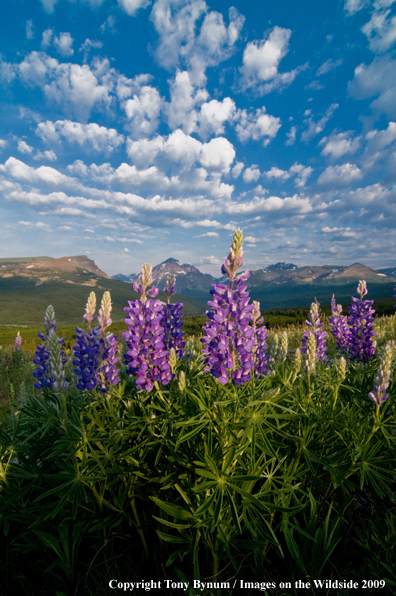 Glacier National Park