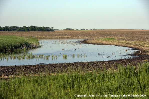 Wetlands near crop fields