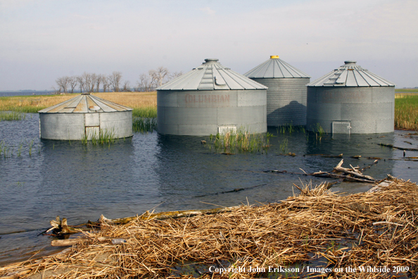 Grain bins flooded by wetlands