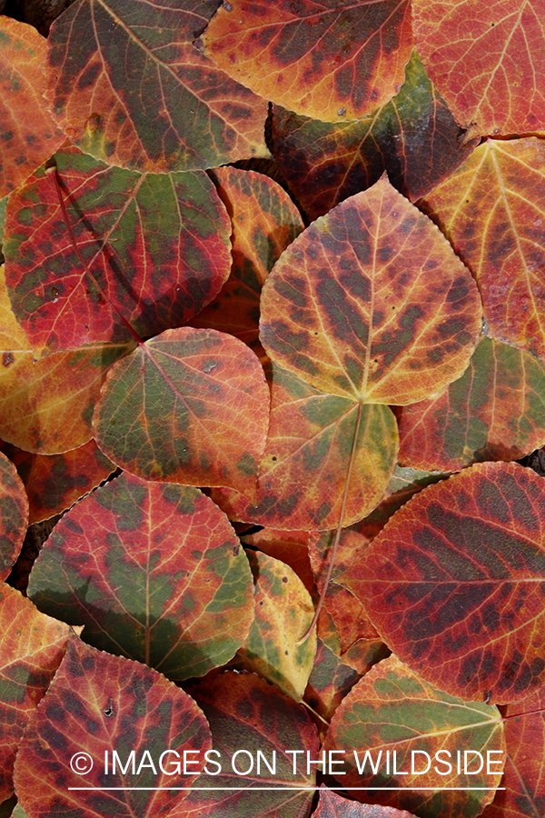 Aspen leaves in autumn.