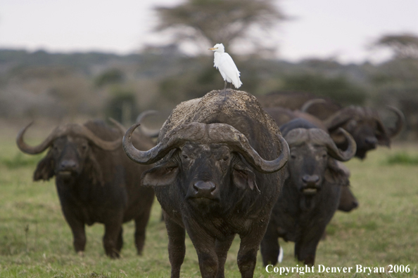 African Cape Buffalo