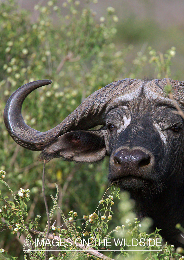 Cape buffalo in habitat.