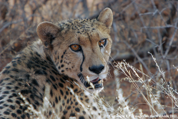 Cheetah in habitat. 