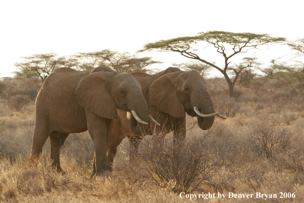 African Elephants