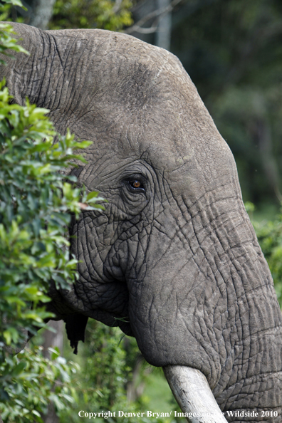 African Bull Elephant 