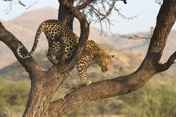 Leopard in tree. Africa