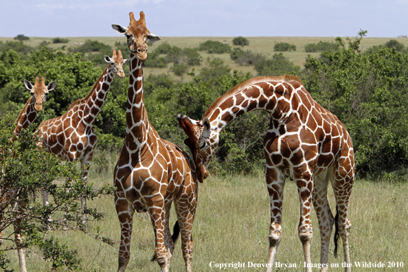 Reticulated Giraffe 