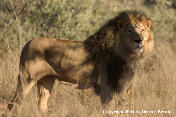 Male African lion in habitat. Africa