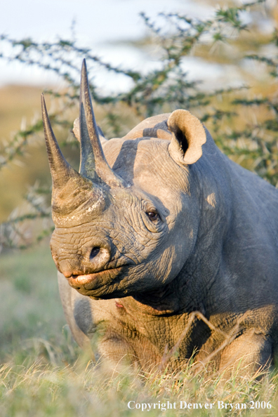 Black rhino in Africa.