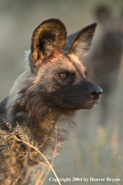 African Wild Dog in habitat.  (Portrait)