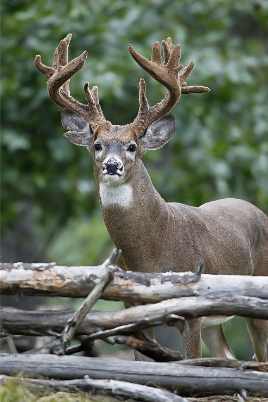 White-tailed buck in habitat.