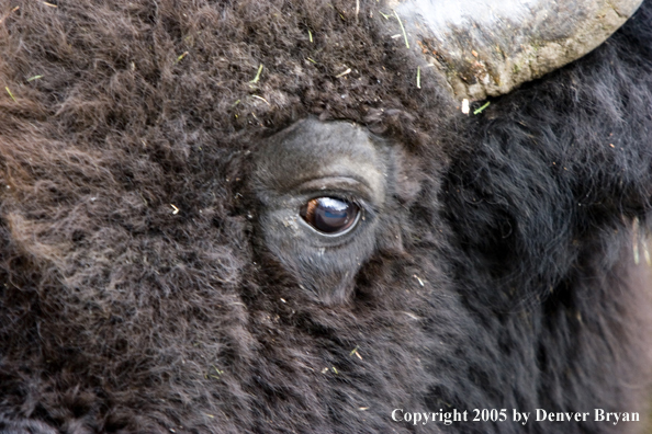 Close-up portrait of a Great American Bison in Yellowstone.