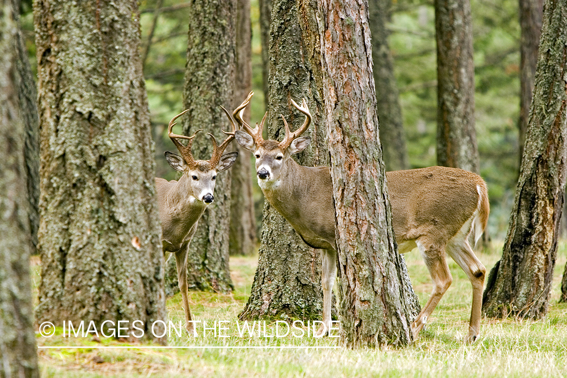 White-tailed deer in habitat.