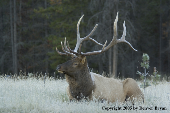 Rocky Mountain bull elk bedded.