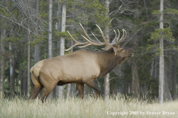 Rocky Mountain bull elk bugling.