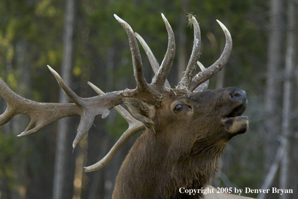 Rocky Mountain bull elk bugling.