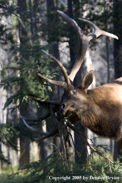 Rocky Mountain bull elk rubbing antlers on tree.