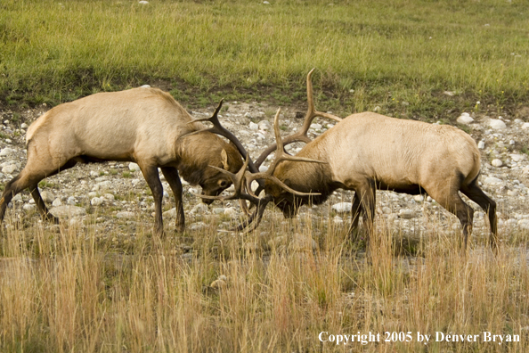 Bull elk fighting.