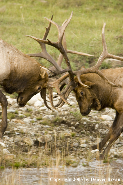 Bull elk fighting.