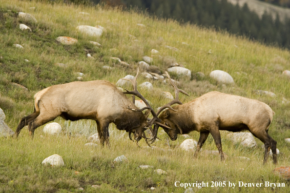 Bull elk fighting.