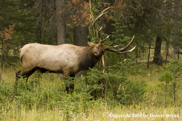 Bull elk rubbing on sapling.