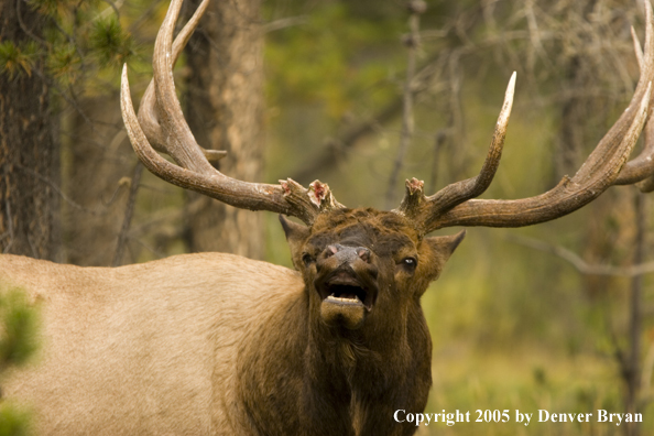 Rocky Mountain bull elk bugling.