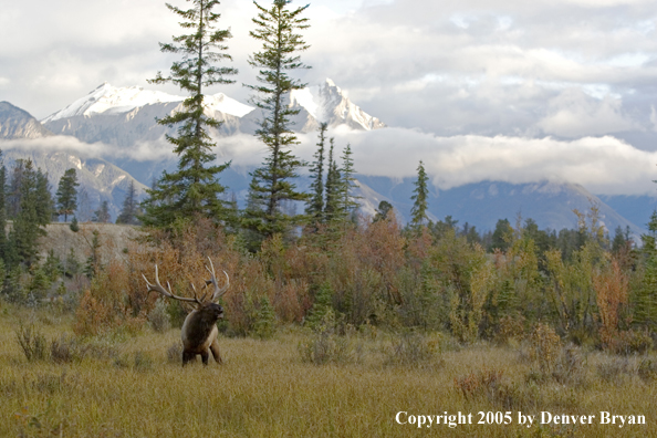 Rocky Mountain bull elk bugling.