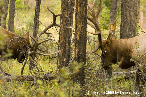 Bull elk fighting.