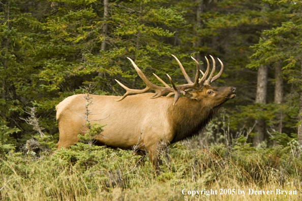 Rocky Mountain bull elk bugling.