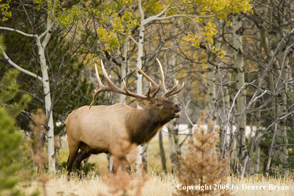 Rocky Mountain bull elk bugling.