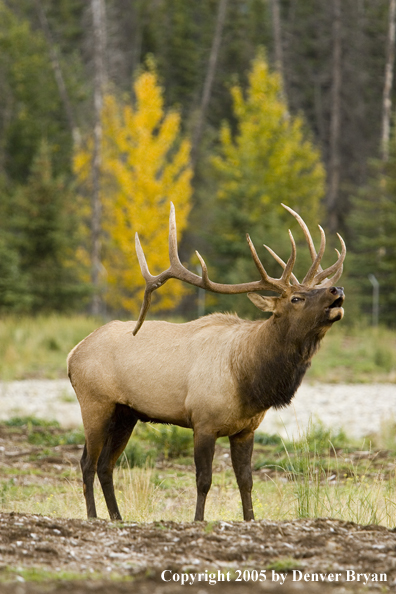 Rocky Mountain bull elk bugling.