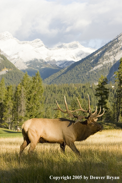 Bull elk in habitat.