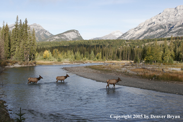 Bull elk in habitat with cows.